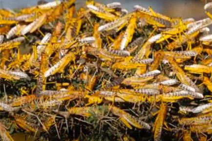8 crore Locusts attack crops in Maharashtra