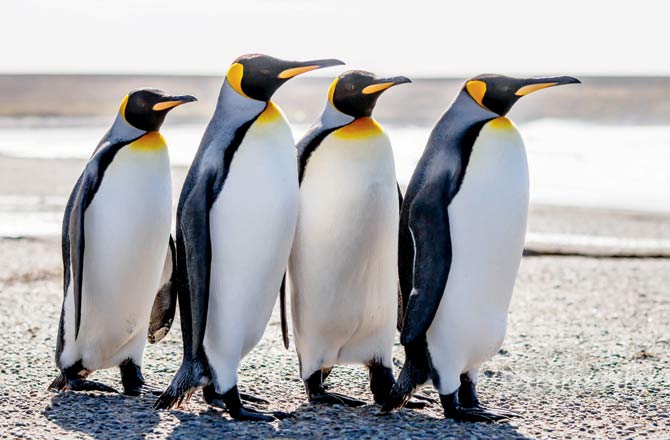 Penguin poop sure to keep your blues at bay
