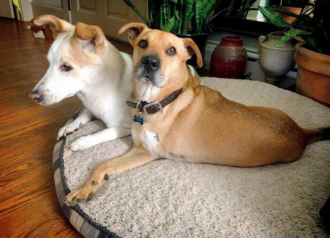 Deuce with Lucky