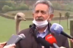 Watch: Curious ostrich videobombs politician during press conference