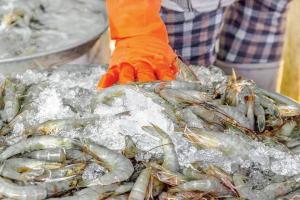 Save Saphale's shrimp farms from looters
