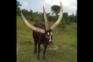 Viral video of a three-horned cow takes Internet by storm