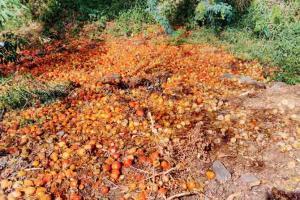 Maharashtra's tomato crop hit by infections; 25,000 farmers face losses