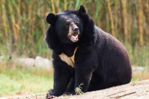 Himalayan black bear mauls woman, husband escapes by climbing tree