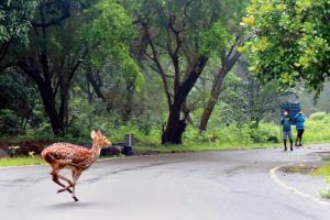 Mumbai: Conservationists discuss ways to cut roadkill around SNGP