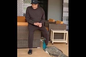 Dharmendra feeds peacocks on his farm, says, 'love begets love'