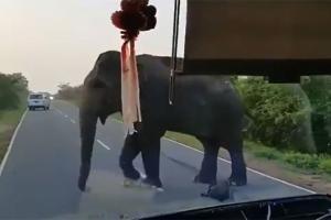 Viral video shows elephant stopping bus, collecting food as 'toll tax'