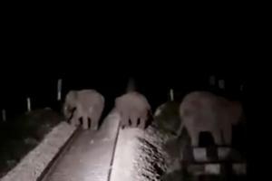 Loco pilot stops train to allow passage to elephants crossing tracks