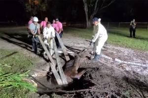 Watch Video: Firefighters rescue 40-year-old horse stuck in septic tank