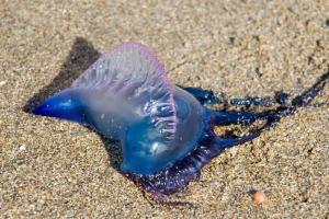 Jellyfish swarms sting Goa beachgoers; advisory issued