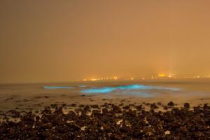 Mumbai: Rare bioluminescent waves at Juhu beach explained
