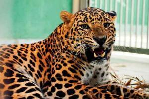 Leopards kill 40 sheep, goats in Jammu and Kashmir's Ramban district