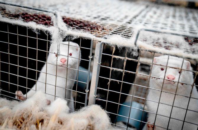 Mink look out from their cage at a farm in Denmark. Pics/AFP