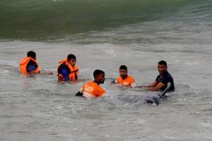 Sri Lanka rescues over 100 stranded whales