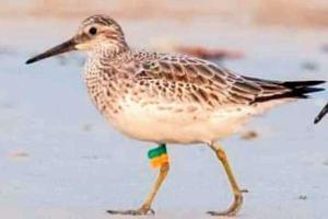 'Endangered' and tagged bird sighted in Alibaug