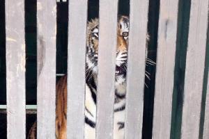 Mumbai: SGNP tiger cub Sultan to get a new friend today