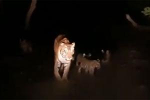Watch video: Tigress, her cubs walk up to forest official filming them