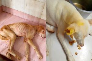 Mumbai: 'Shut down Malvani animal horror house,' say activists