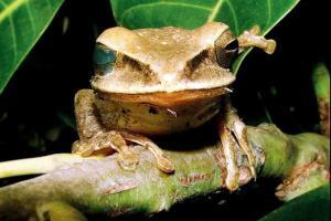 'Mahabali frog' might become Kerala's official amphibian