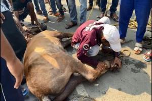 Mumbai: Horse saved after foot gets stuck in valve at Nalasopara road