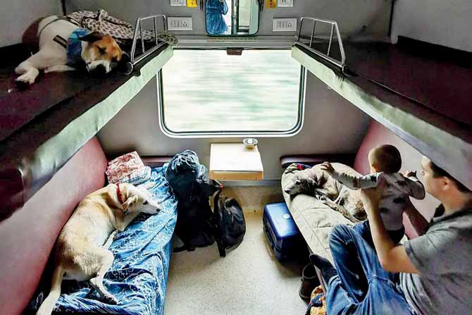 While Pari likes to sleep on the upper berth, Marco Polo and Tigress snuggle on the lower berth with their human companions