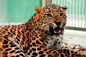 11-year-old boy mauled by leopard near Dudhwa Reserve
