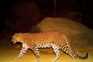 Mumbai: Pregnant leopard killed in highway accident