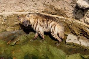 Alert locals help rescue hyena trapped in well near Otur