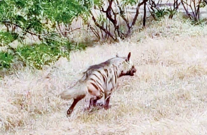The stripped hyena that fell into a nearly 15-foot deep well, ran into the forest after its release