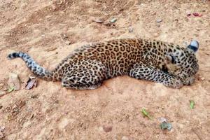 Mumbai: Officials successfully reunite lost leopard cub with its mom