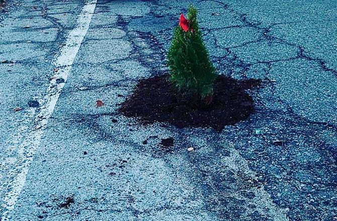 Man plants Xmas trees in potholes