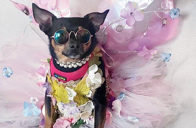Wags to riches