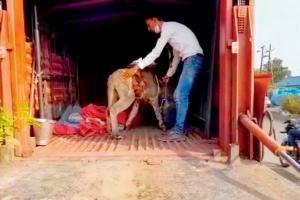 Palghar desperately needs animal hospitals, says animal welfare officer