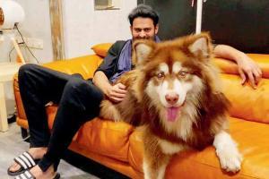 Prabhas finds himself smitten with this adorable Alaskan Malamute