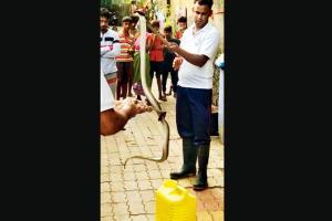 Mumbai: Fire brigade officials must undergo training on snake rescue