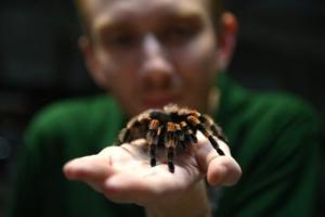 Airport staff finds 119 live Tarantula spiders inside shoes
