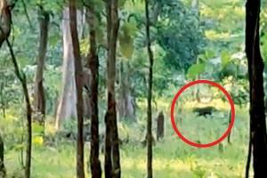 'Bagheera' spotted in Mowgli's Land