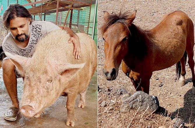 Bella the pig with Sameer Vohra at his Kalote shelter and Gordon the rescued pony