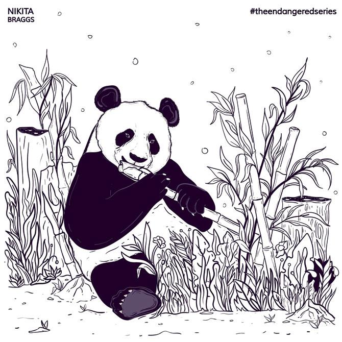 The giant panda illustrated by Braggs