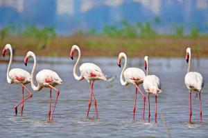 Pay entry fee to watch flamingoes from Bhandup pumping station soon