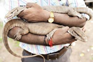 10-year-old girl rescues two monitor lizards, release them into wild