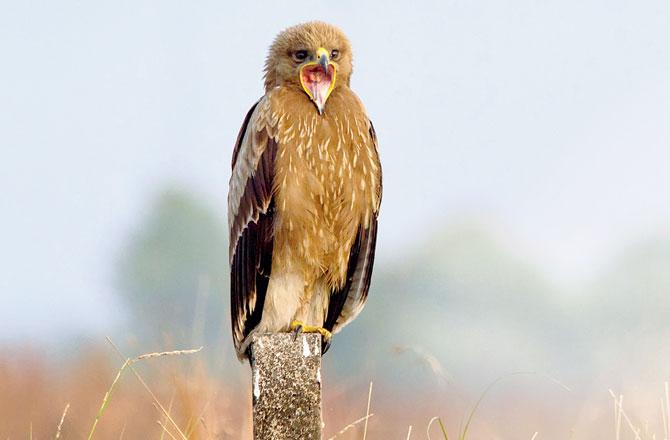 Indian spotted eagle. Pic/Ramesh Shenai
