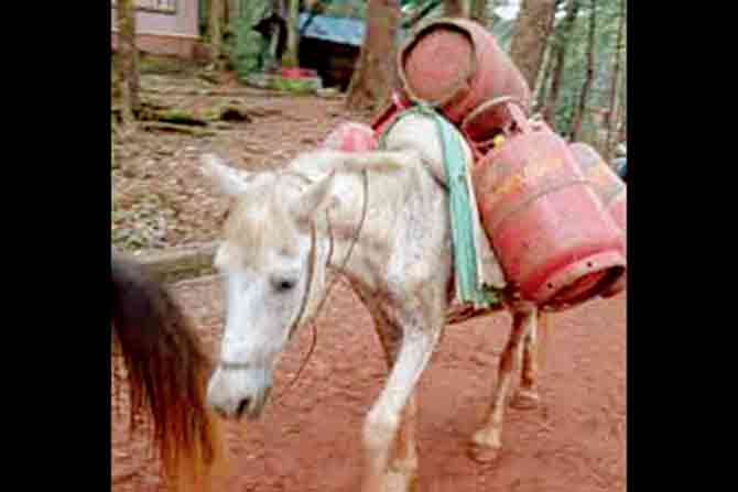 Horses were being used to ferry essentials such as LPG cylinders