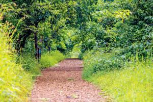 Mumbai: Morning walkers to be allowed in SGNP soon