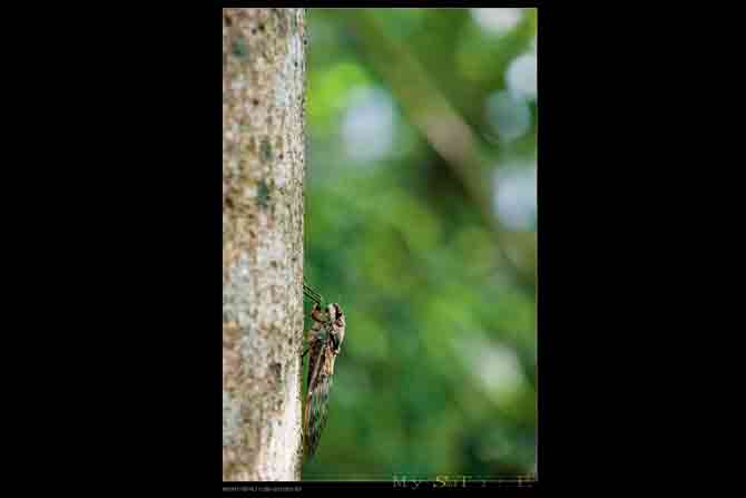 Pomponia linearis, the species of cicada and the Malabar Gliding Frog whose sounds Suresh recorded for the map. PICs/WIKIMEDIA COMMONS