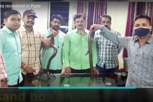 Pune Crime: Man arrested with two sand boa snakes worth Rs 15 lakh