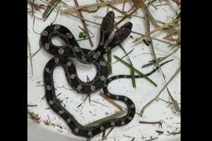 Woman gets petrified after finding two-headed snake at home