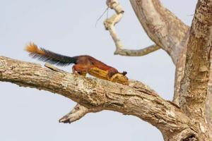 Thane forest depart bust racket smuggling, selling protected species