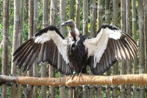 A first in India: Critically endangered vultures introduced into wild