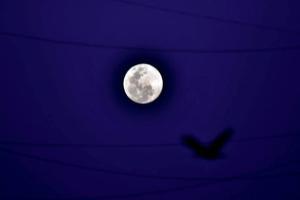 First 'Blue Moon' in two years will light up the sky on October 31